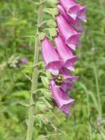 Chemical defenses in digitalis